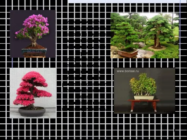 Искусство бонсаи — выращивание в цветочном горшке миниатюрного аналога большого дерева, сохраняющего