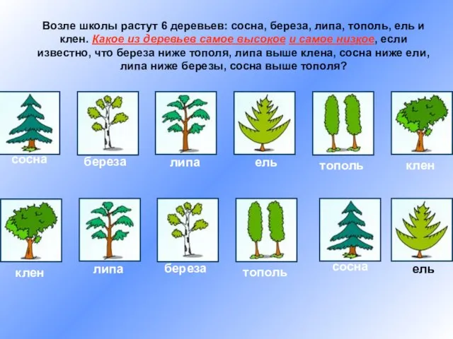 Возле школы растут 6 деревьев: сосна, береза, липа, тополь, ель и клен.