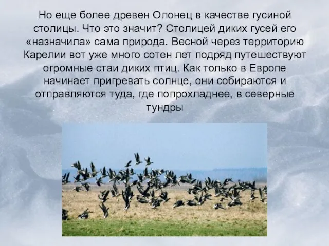 Но еще более древен Олонец в качестве гусиной столицы. Что это значит?