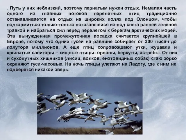 . Путь у них неблизкий, поэтому пернатым нужен отдых. Немалая часть одного