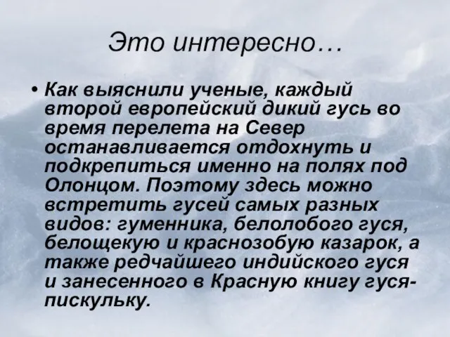 Это интересно… Как выяснили ученые, каждый второй европейский дикий гусь во время