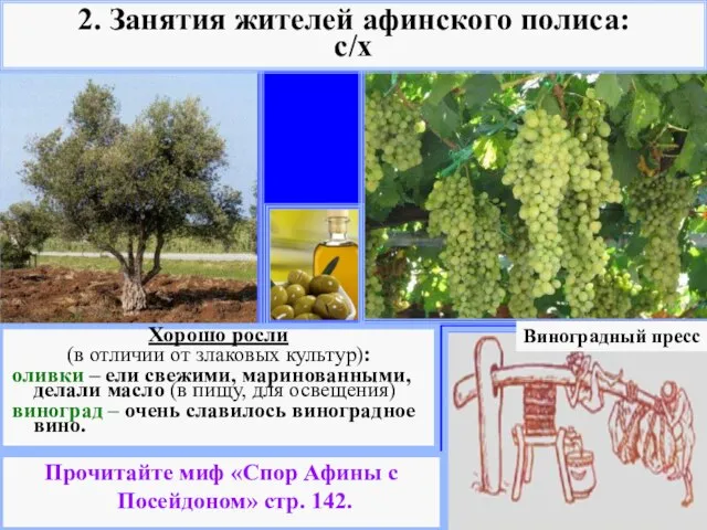Виноградный пресс Хорошо росли (в отличии от злаковых культур): оливки – ели