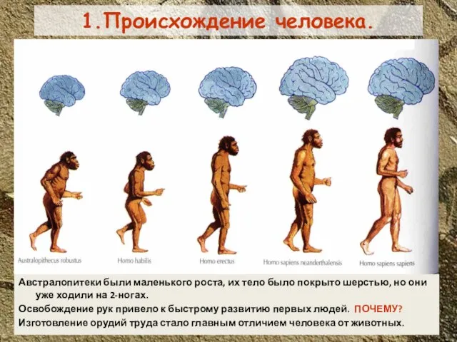 1.Происхождение человека. Австралопитеки были маленького роста, их тело было покрыто шерстью, но