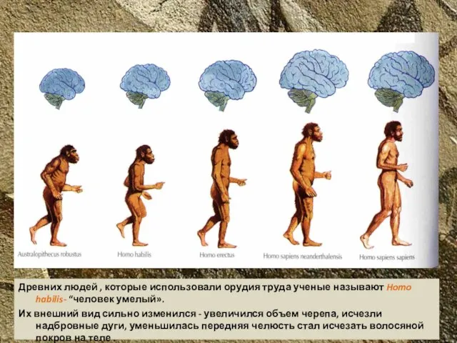 Древних людей , которые использовали орудия труда ученые называют Homo habilis- “человек