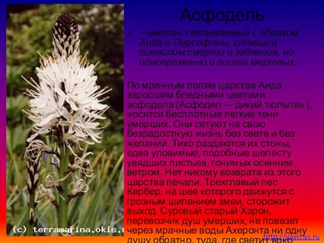 Асфодель – цветок, связываемый с образом Аида и Персефоны, ставший символом смерти