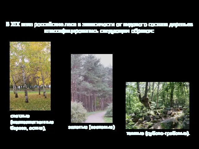 В XIX веке российские леса в зависимости от видового состава деревьев классифицировались