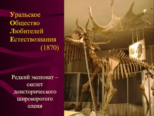 Редкий экспонат – скелет доисторического широкорогого оленя Уральское Общество Любителей Естествознания (1870)