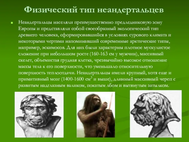 Физический тип неандертальцев Неандертальцы населяли преимущественно предледниковую зону Европы и представляли собой