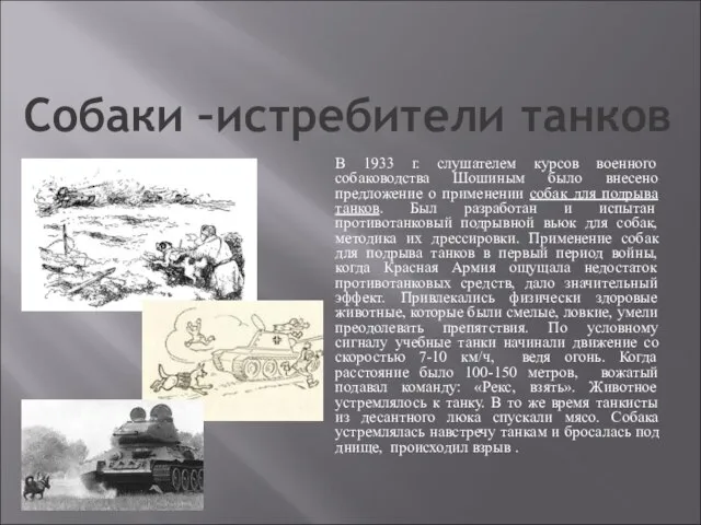 Собаки –истребители танков В 1933 г. слушателем курсов военного собаководства Шошиным было