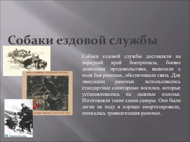 Собаки ездовой службы Собаки ездовой службы доставляли на передний край боеприпасы, боевее