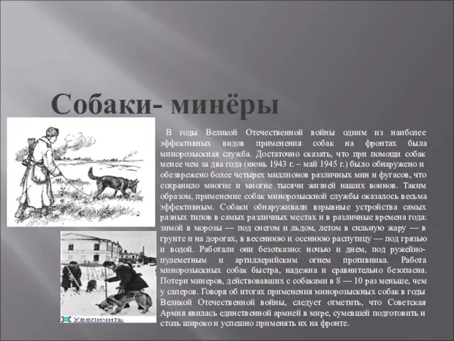 Собаки- минёры В годы Великой Отечественной войны одним из наиболее эффективных видов