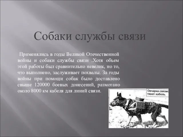 Собаки службы связи Применялись в годы Великой Отечественной войны и собаки службы