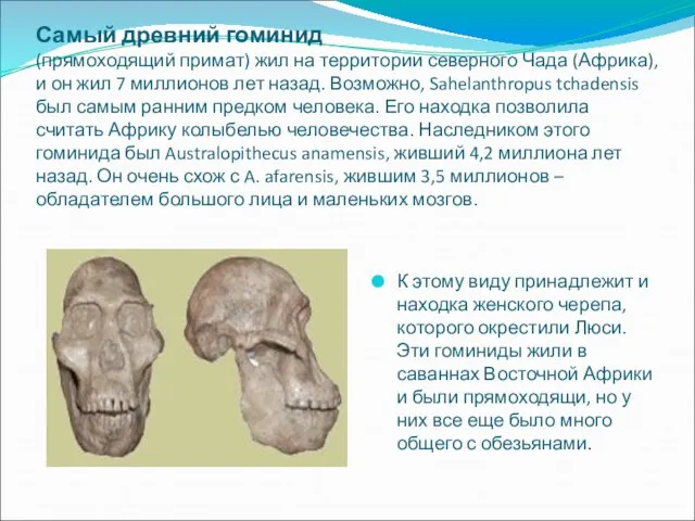 Самый древний гоминид (прямоходящий примат) жил на территории северного Чада (Африка), и