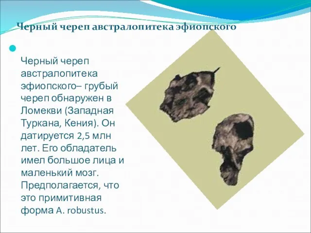 Черный череп австралопитека эфиопского– грубый череп обнаружен в Ломекви (Западная Туркана, Кения).