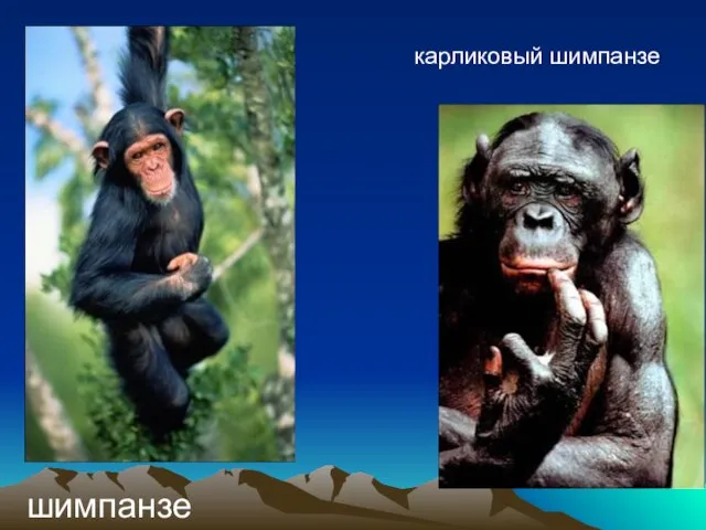 шимпанзе карликовый шимпанзе