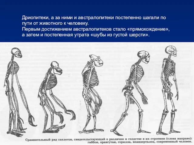 Дриопитеки, а за ними и австралопитеки постепенно шагали по пути от животного