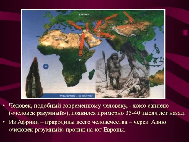 Человек, подобный современному человеку, - хомо сапиенс(«человек разумный»), появился примерно 35-40 тысяч