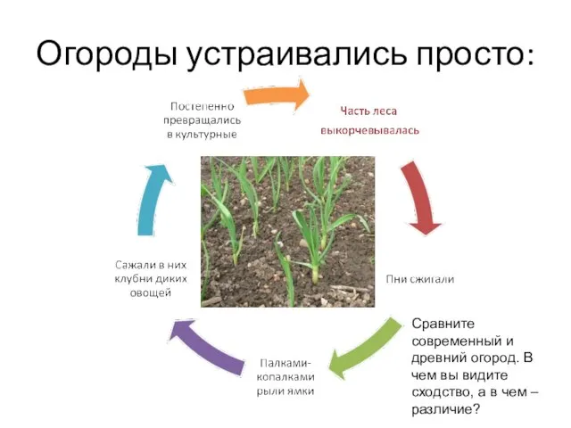 Огороды устраивались просто: Сравните современный и древний огород. В чем вы видите