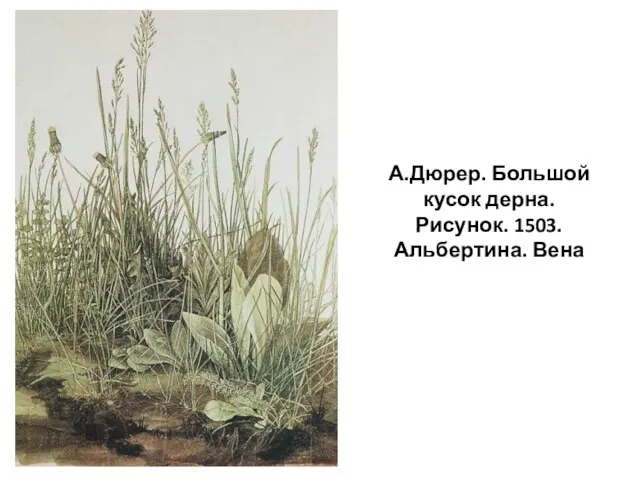 А.Дюрер. Большой кусок дерна. Рисунок. 1503. Альбертина. Вена