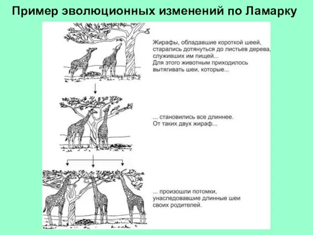 Пример эволюционных изменений по Ламарку