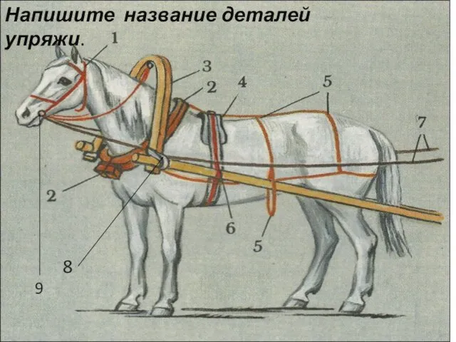 Напишите название деталей упряжи. 8 9