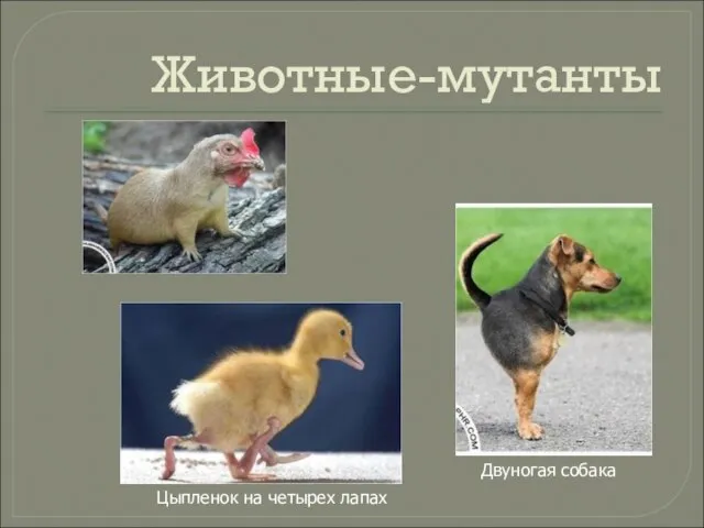 Животные-мутанты Двуногая собака Цыпленок на четырех лапах