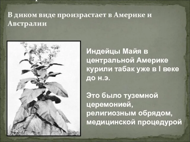 Табак – растение семейства пасленовых. В диком виде произрастает в Америке и