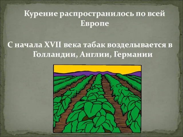 С начала XVII века табак возделывается в Голландии, Англии, Германии Курение распространилось по всей Европе