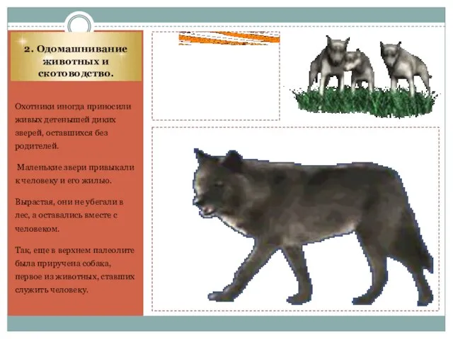 2. Одомашнивание животных и скотоводство. Охотники иногда приносили живых детенышей диких зверей,
