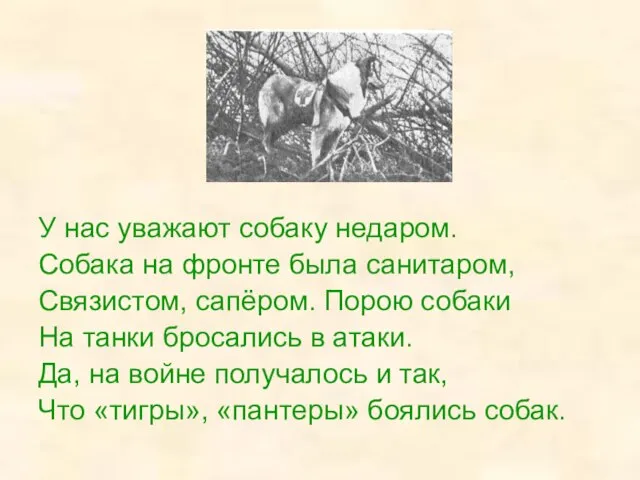 У нас уважают собаку недаром. Собака на фронте была санитаром, Связистом, сапёром.