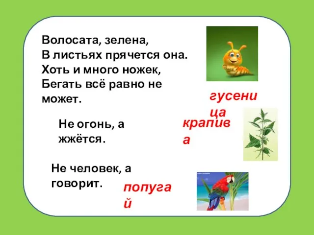 Волосата, зелена, В листьях прячется она. Хоть и много ножек, Бегать всё