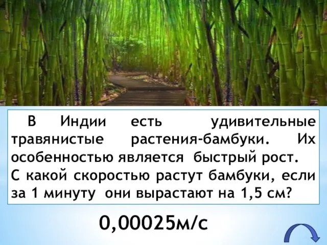 В Индии есть удивительные травянистые растения-бамбуки. Их особенностью является быстрый рост. С