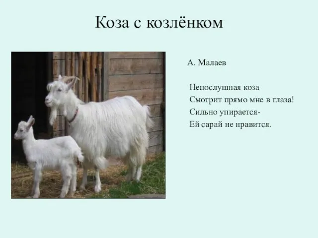 Коза с козлёнком А. Малаев Непослушная коза Смотрит прямо мне в глаза!