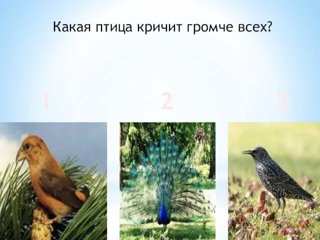 Какая птица кричит громче всех? 1 2 3