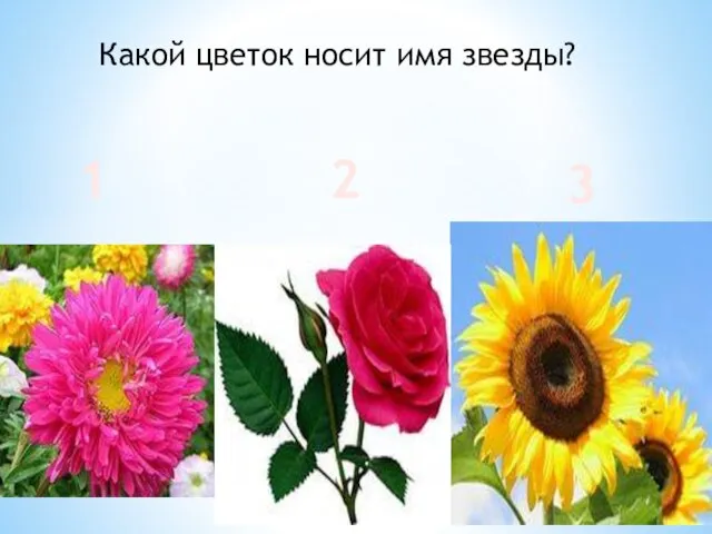 Какой цветок носит имя звезды? 1 2 3