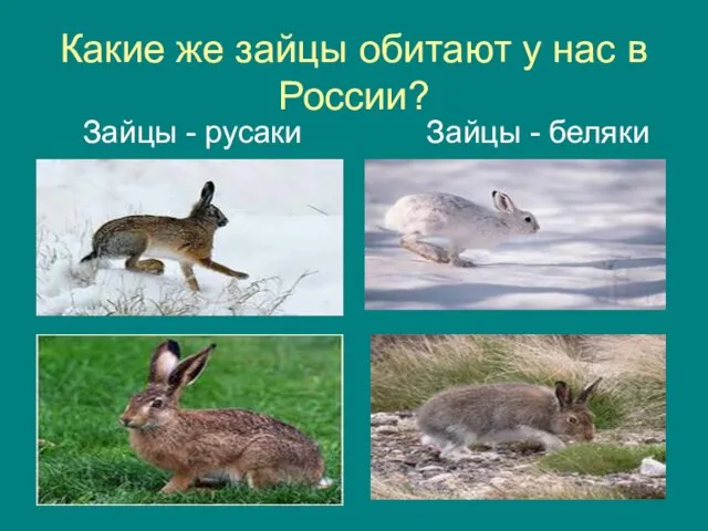 Какие же зайцы обитают у нас в России? Зайцы - русаки Зайцы - беляки