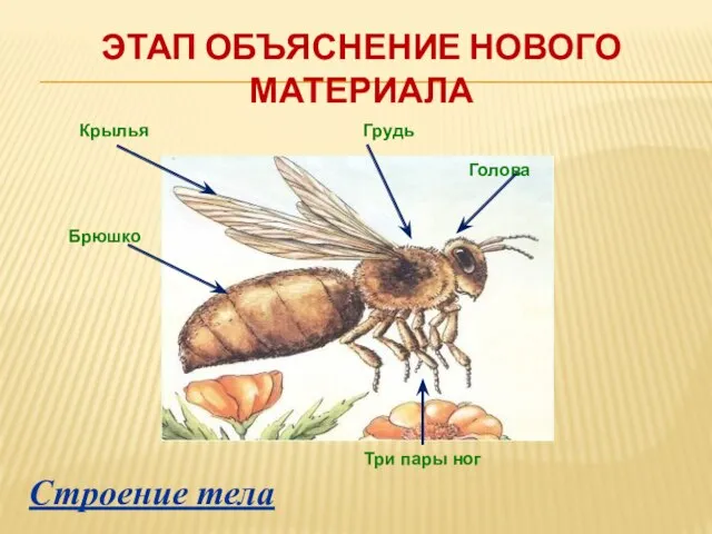 Этап объяснение нового материала Крылья Грудь Голова Брюшко Три пары ног Строение тела