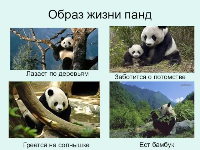 Образ жизни панд Лазает по деревьям Заботится о потомстве Ест бамбук Греется на солнышке