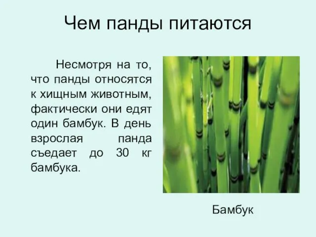 Чем панды питаются Несмотря на то, что панды относятся к хищным животным,