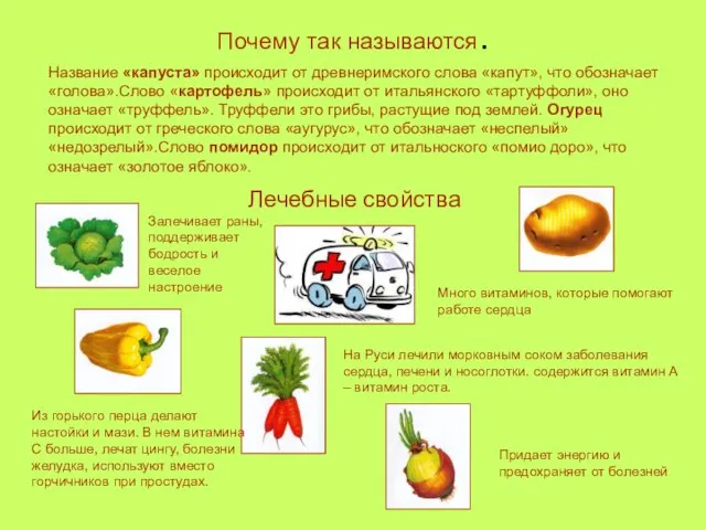 Почему так называются. Название «капуста» происходит от древнеримского слова «капут», что обозначает