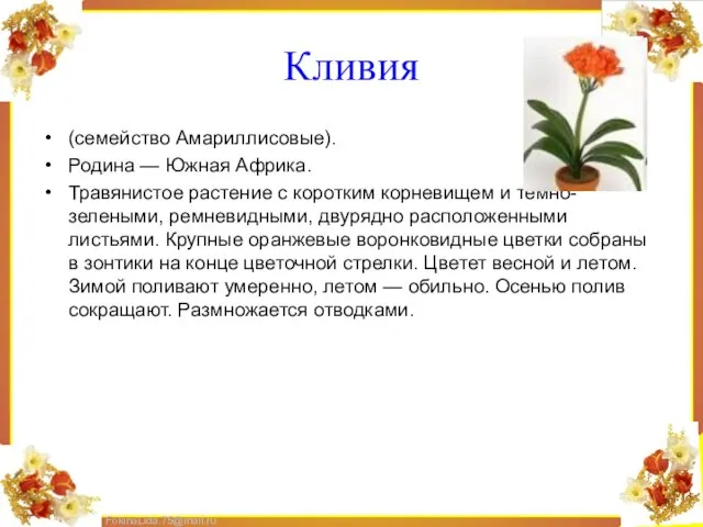 Кливия (семейство Амариллисовые). Родина — Южная Африка. Травянистое растение с коротким корневищем