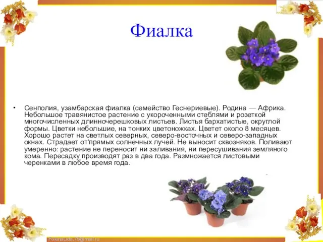 Фиалка Сенполия, узамбарская фиалка (семейство Геснериевые). Родина — Африка. Небольшое травянистое растение