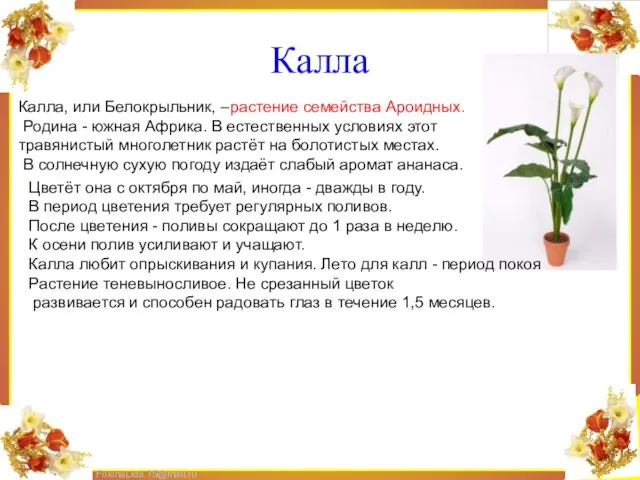 Калла Калла, или Белокрыльник, –растение семейства Ароидных. Родина - южная Африка. В