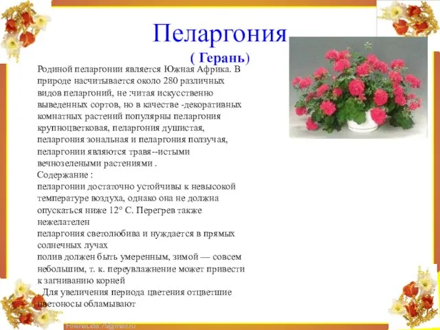 Пеларгония ( Герань) Родиной пеларгонии является Южная Африка. В природе насчитывается около