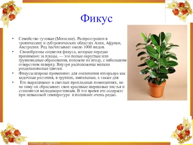 Фикус Семейство тутовые (Моrасеае). Распространен в тропических и субтропических областях Азии, Африки,