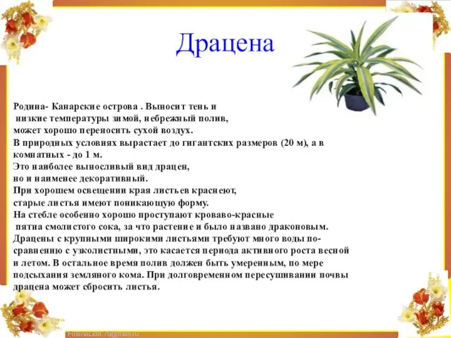 Драцена Родина- Канарские острова . Выносит тень и низкие температуры зимой, небрежный