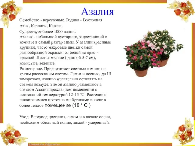 Азалия Семейство - вересковые. Родина - Восточная Азия, Карпаты, Кавказ. Существует более