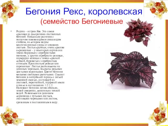 Бегония Рекс, королевская (семейство Бегониевые). Родина – остров Ява. Это самая красивая