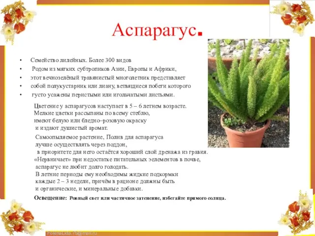 Аспарагус. Семейство лилейных. Более 300 видов Родом из мягких субтропиков Азии, Европы