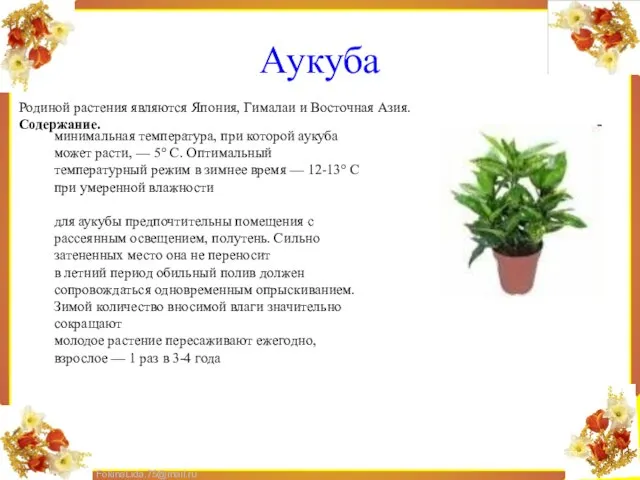 Аукуба Родиной растения являются Япония, Гималаи и Восточная Азия. Содержание. минимальная температура,